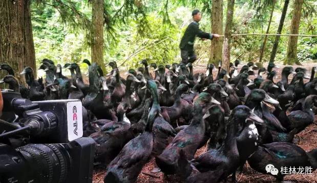 厉害了大桂林！半年十多次被央媒聚焦，史无前例！